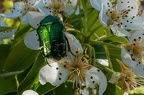 Faune et fleurs