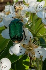 Faune et fleurs