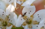 Faune et fleurs