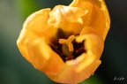 Faune et fleurs
