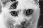 Mes animaux
