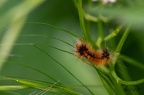 Insectes