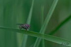 Insectes