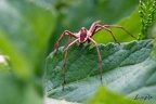 Insectes