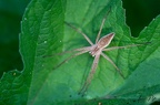 Insectes