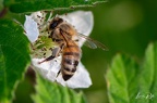 Insectes