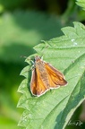 Papillon