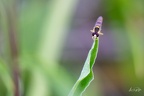 Insectes