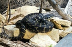 Serpent