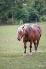 Cheval