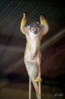 Singe