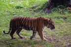 Tigre