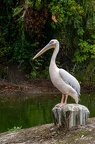 Pelican