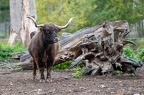 buffle