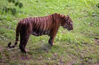 Tigre