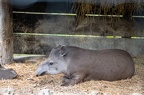 Tapir